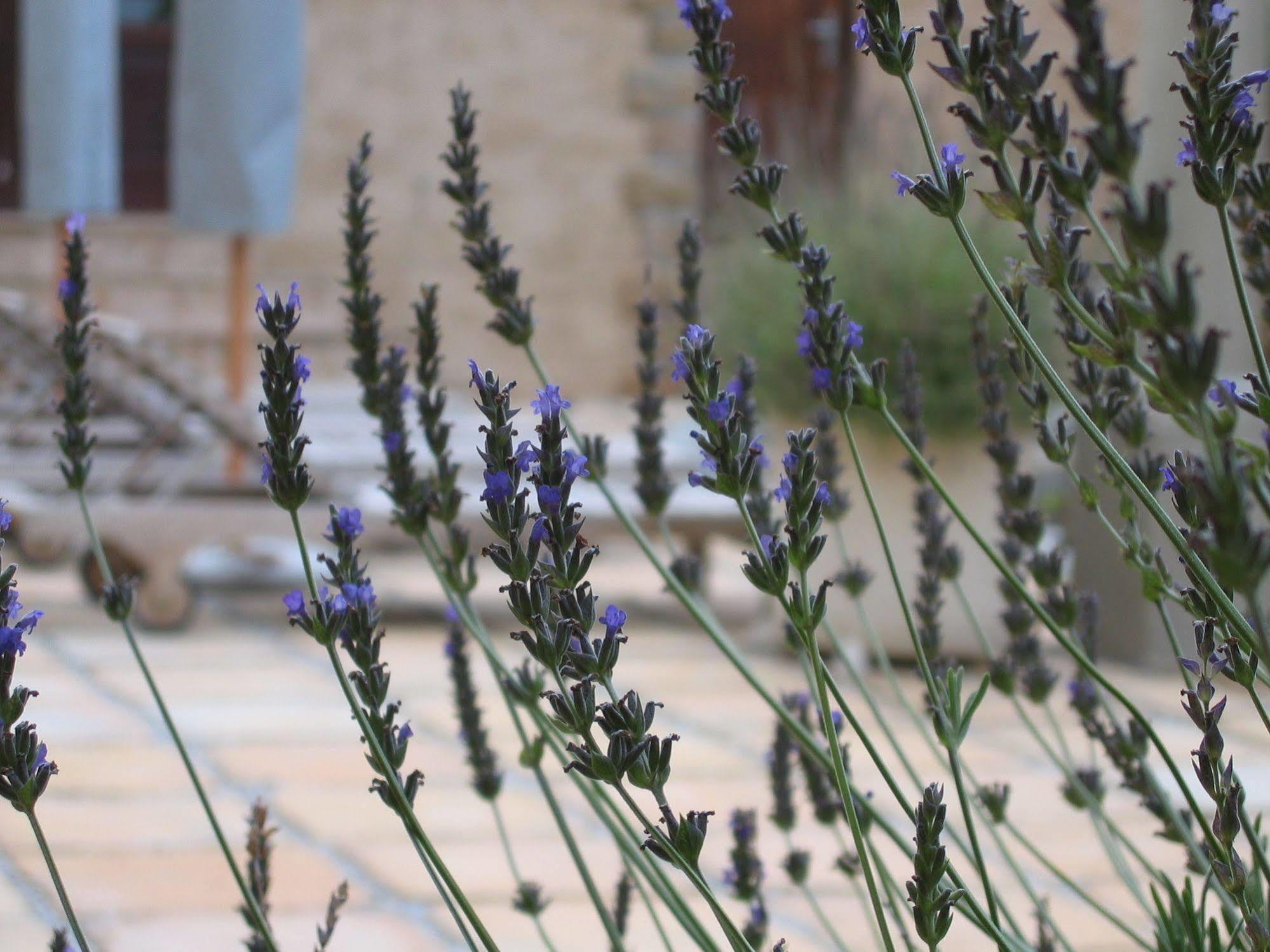 Auberge Provence Hermanus Exteriér fotografie